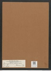 Licmophora flabellata (Carm.) Ag. (de-Toni-Nr.: Genus 86, Species 2953) Zeichnungen Sammlung Grunow Mappe 03131 (Herbarium_W_Grunow_drawings_Folder_03131)